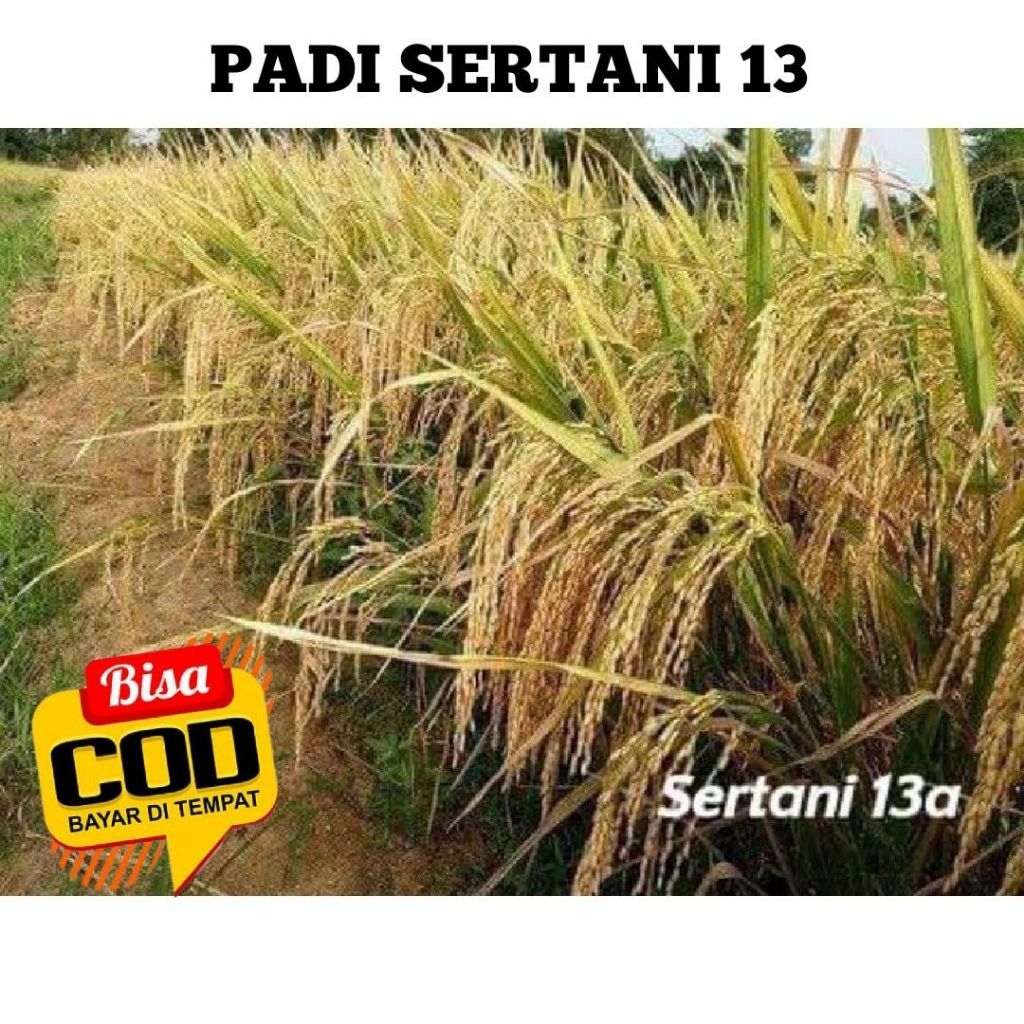 Benih padi sertani 13 A kemasan 5kg