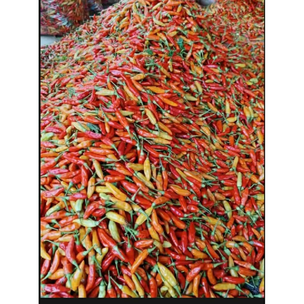 cabai rawit setan // cabai rawit merah kering  / cabai rawit merah kering