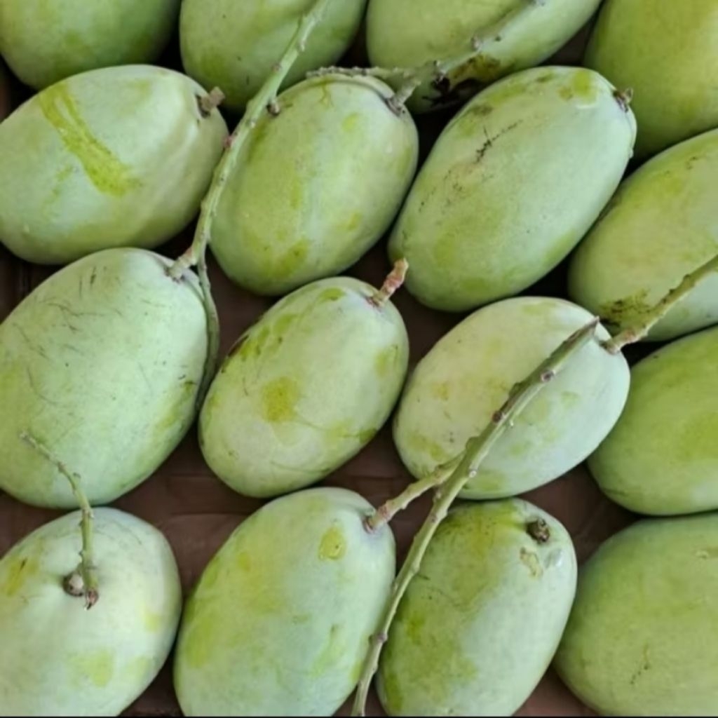 

mangga Indramayu grade A