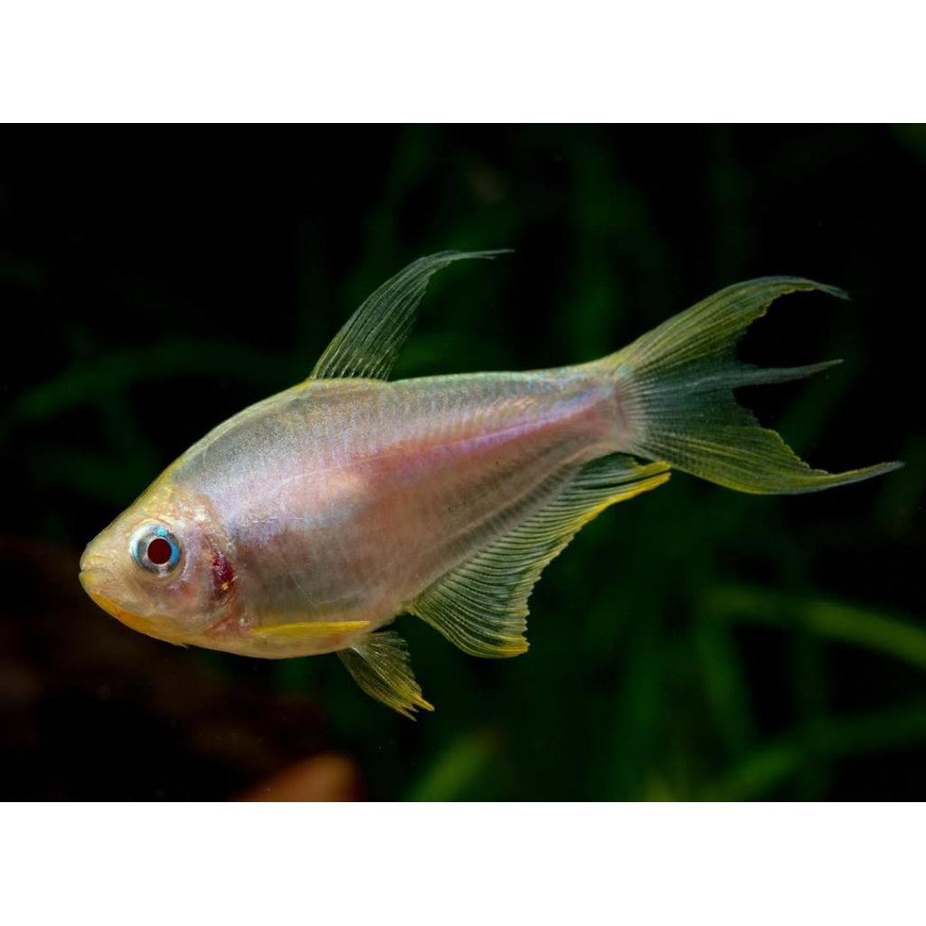 GOLDEN EMPEROR TETRA HIASAN AQUARIUM PAKET 50E