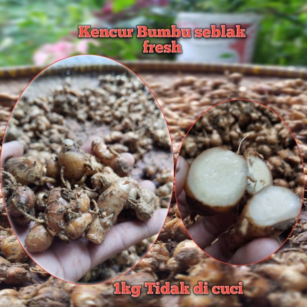 

Promo kencur Bumbu seblak 1kg tidak di cuci
