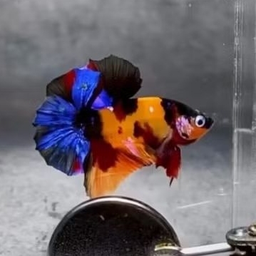 Variasi Hmpk Nemo background Male Female