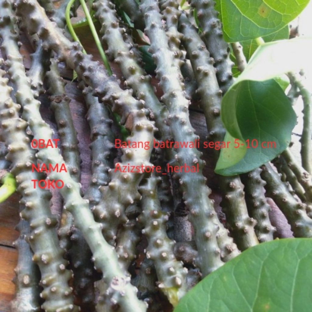 

obat sapih anak batrawali/Brotowali ukuran 15 cm per 5 pcs