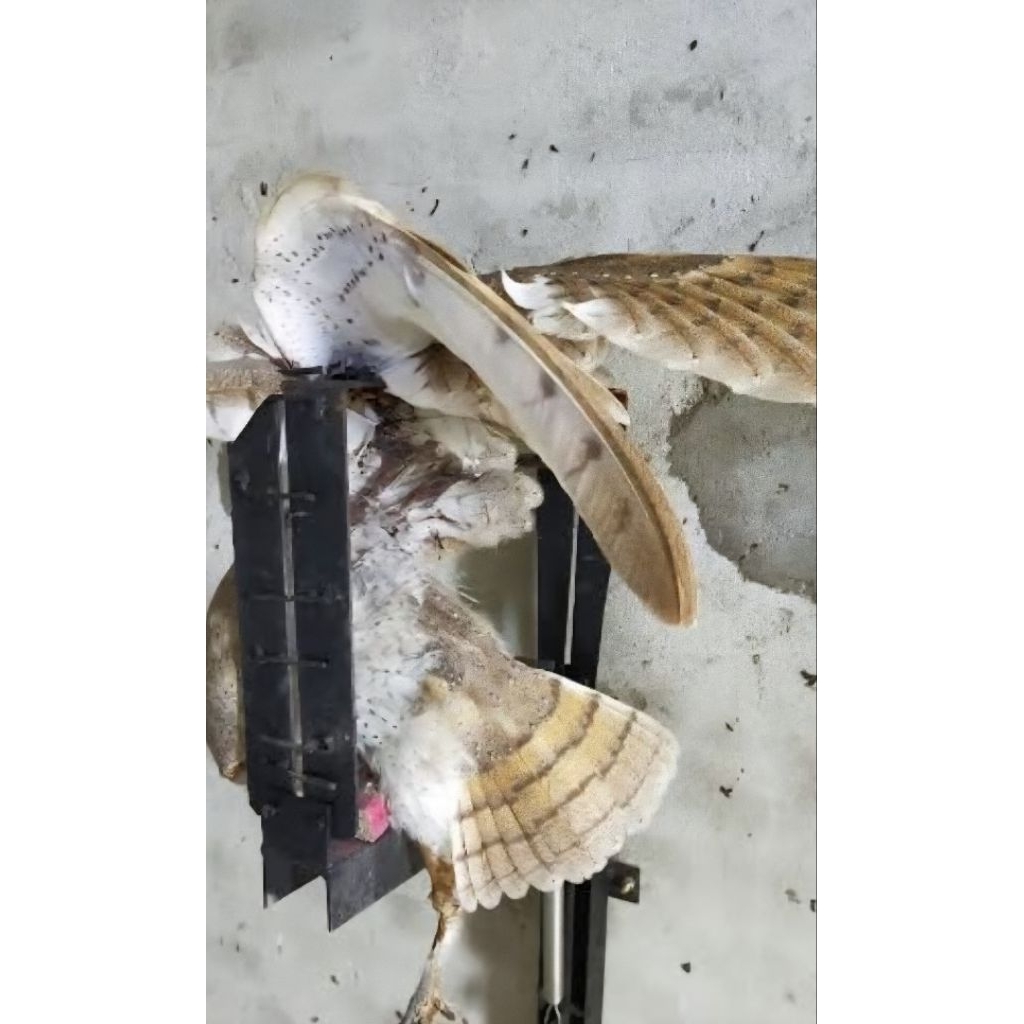 

Perangkap burung hantu aman & efektif, walet tetap nyaman.