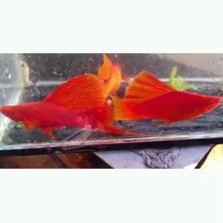 Aksesori Kolam - Bloodred Hi-Fin Swordtail