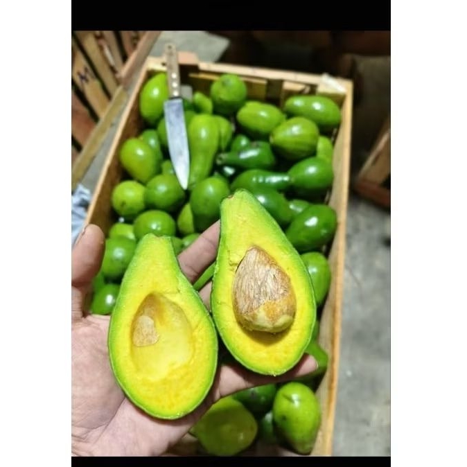 

Alpukat Mentega spr 2,3,4 legitt empuk. mengkelan ya mateng 2harian