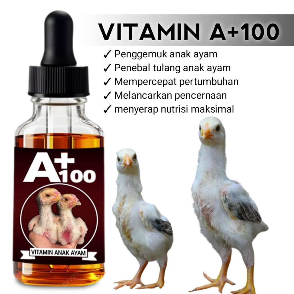Vitamin percepat pertumbuhan anak ayam bangkok