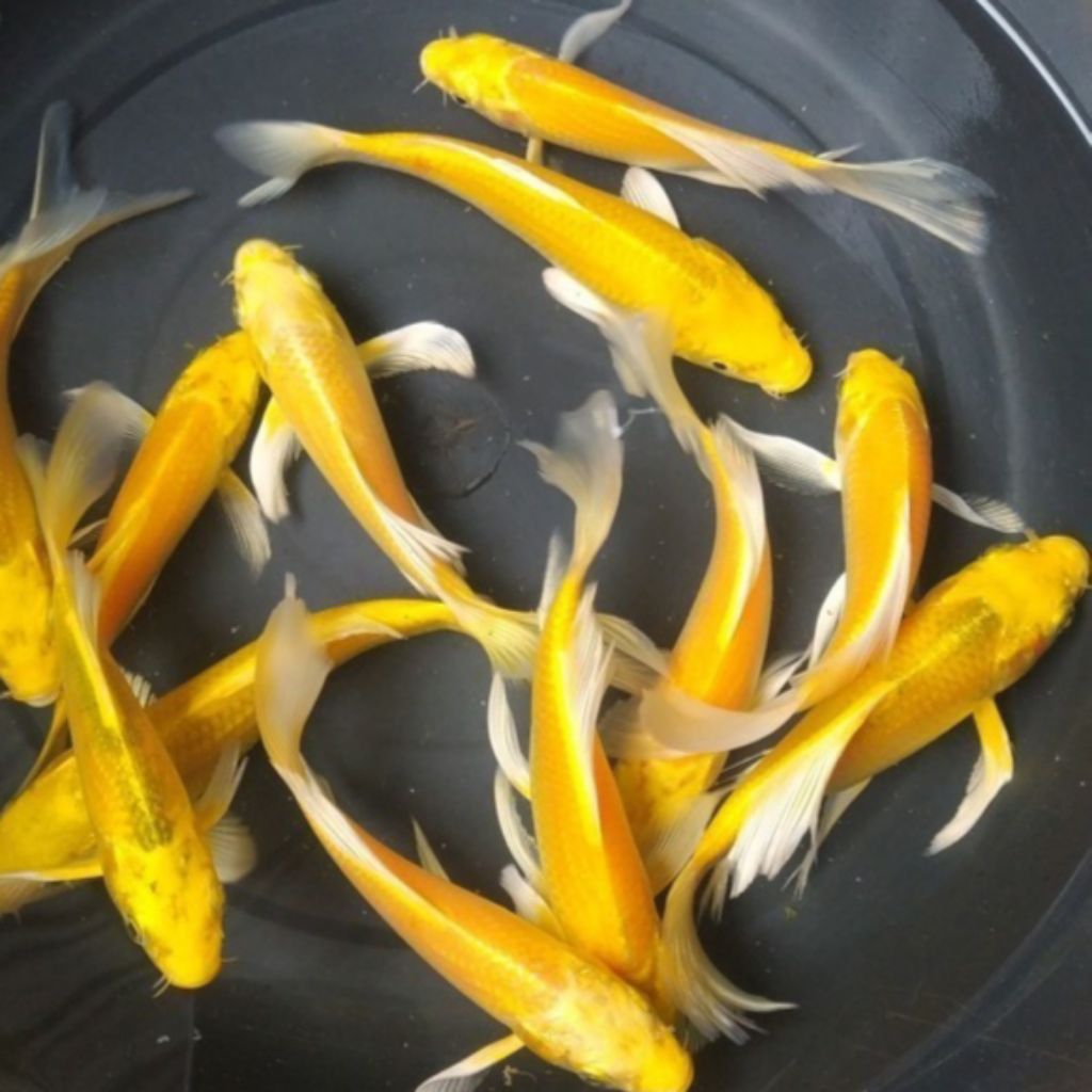 Paket koi 9-11cm kuning ogon slayer kumpay hiasan cantik aquarium