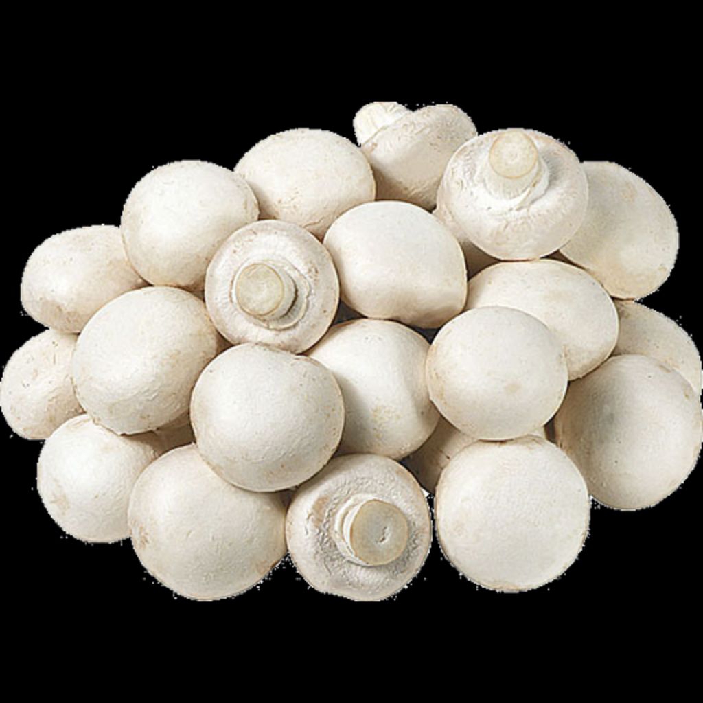 

Jamur campignon 500gr