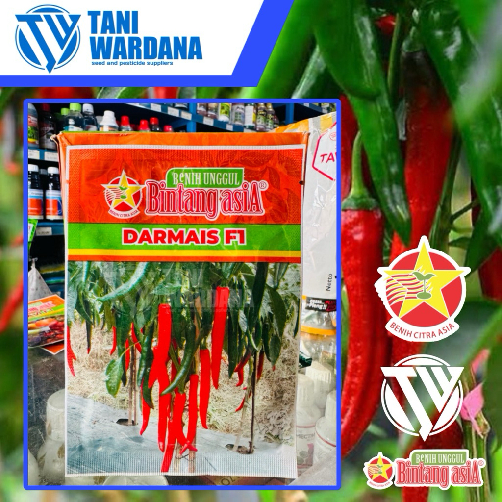 Darmais F1 - benih cabai besar