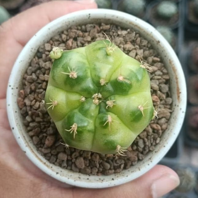 new hybrid cactus/gymno green marble