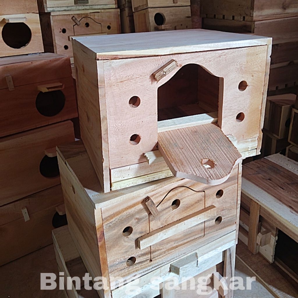 Gupon burung merpati READY STOK gupon paten ready stok