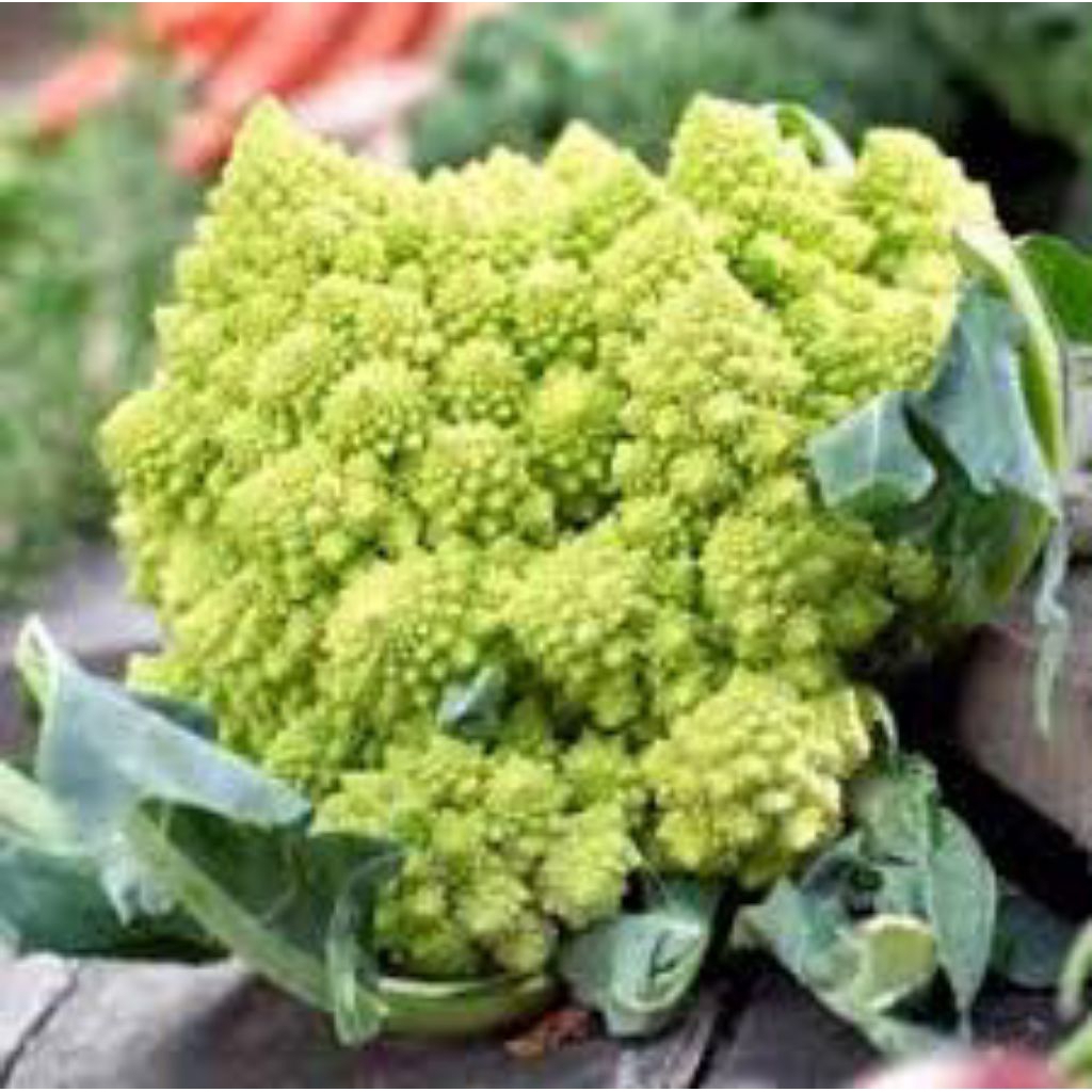

benih brokoli romanesco (isi 95 butir)
