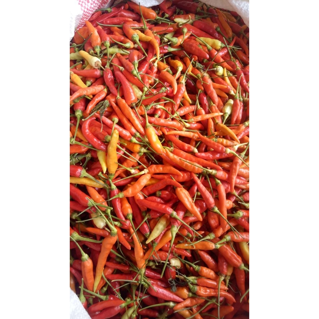 

cabe rawir super pedas 1 kg