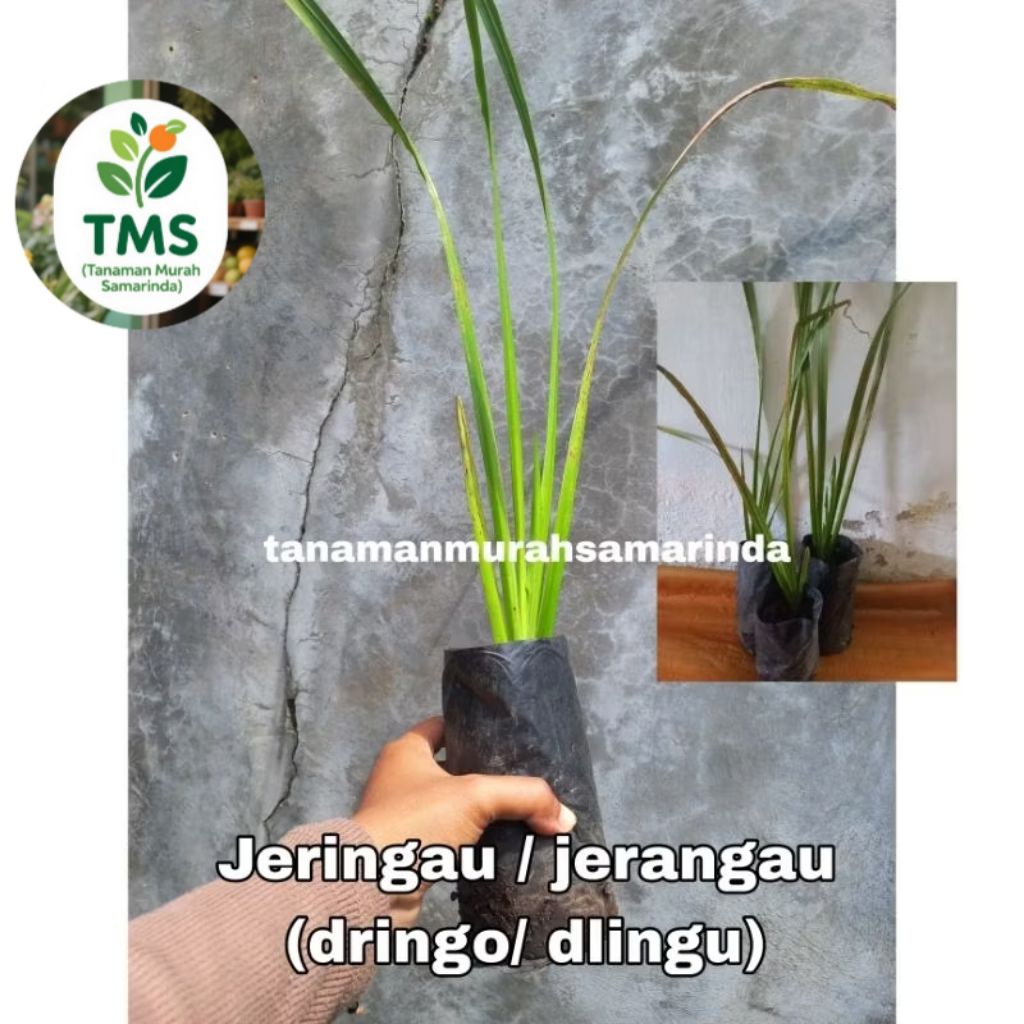 TMS~ Bibit Jeringau Jerangau Dlingo Dlingu siap tanam
