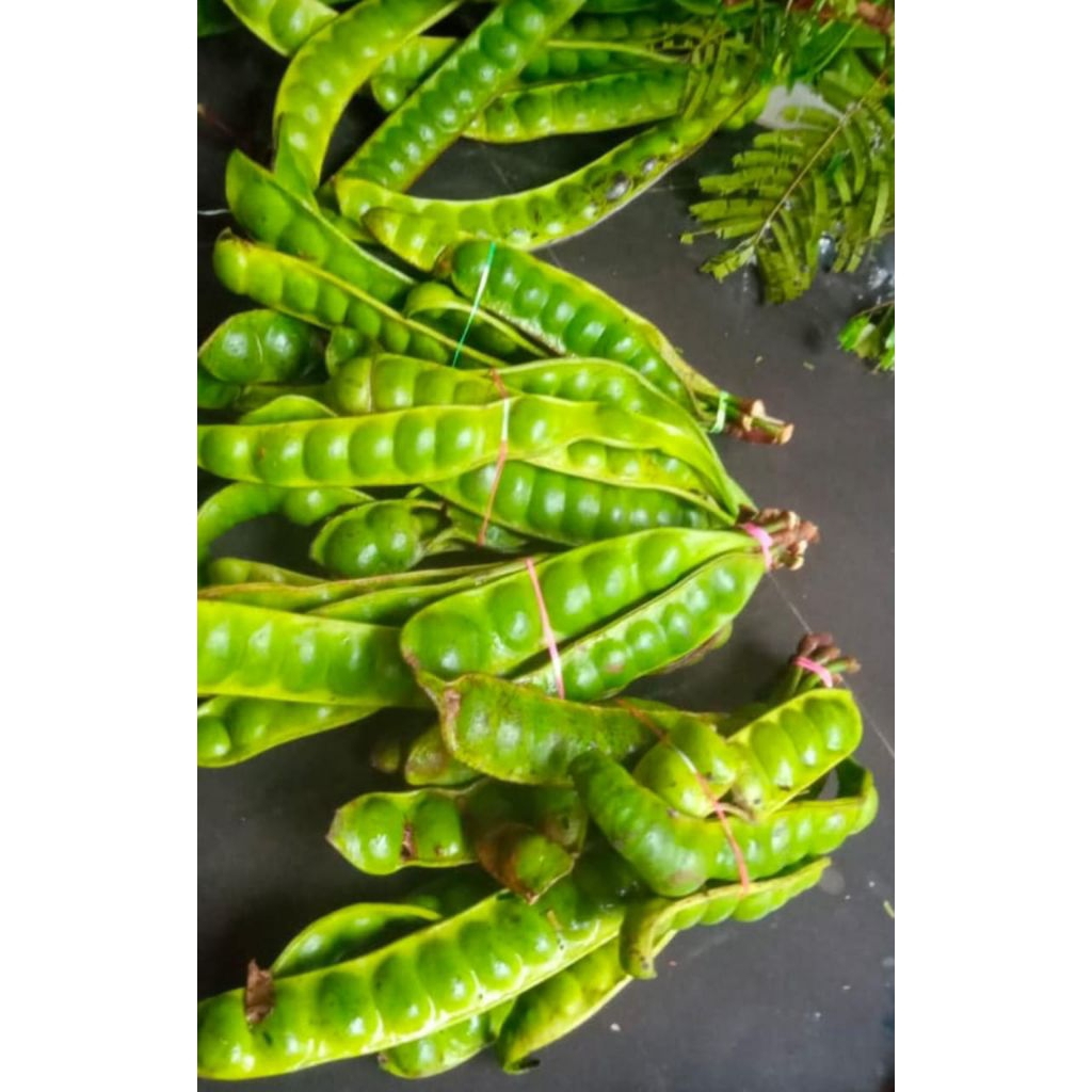 

Pete kecil full sortir, isi 10 -12 lonjor