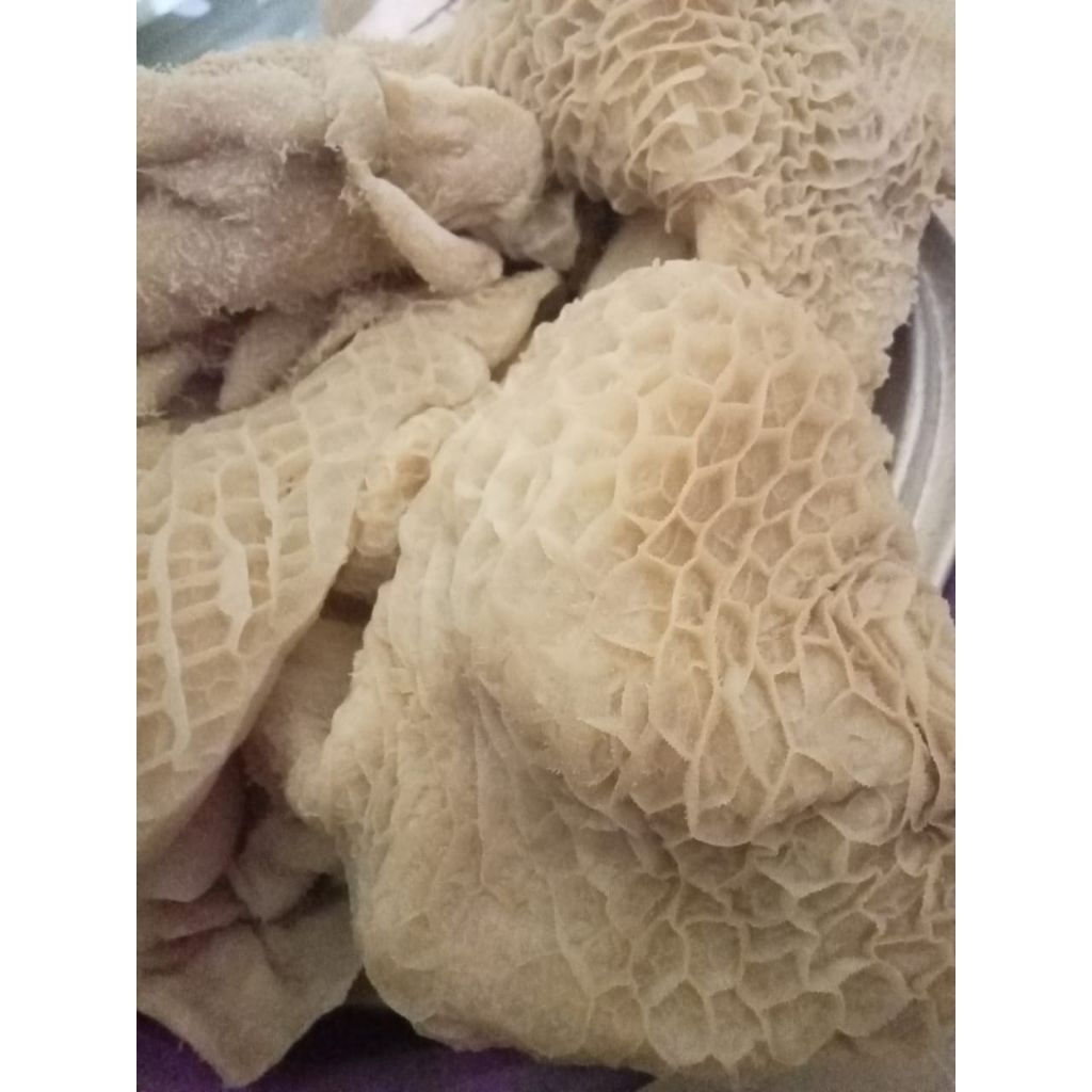 

babat sapi putih sapi lokal