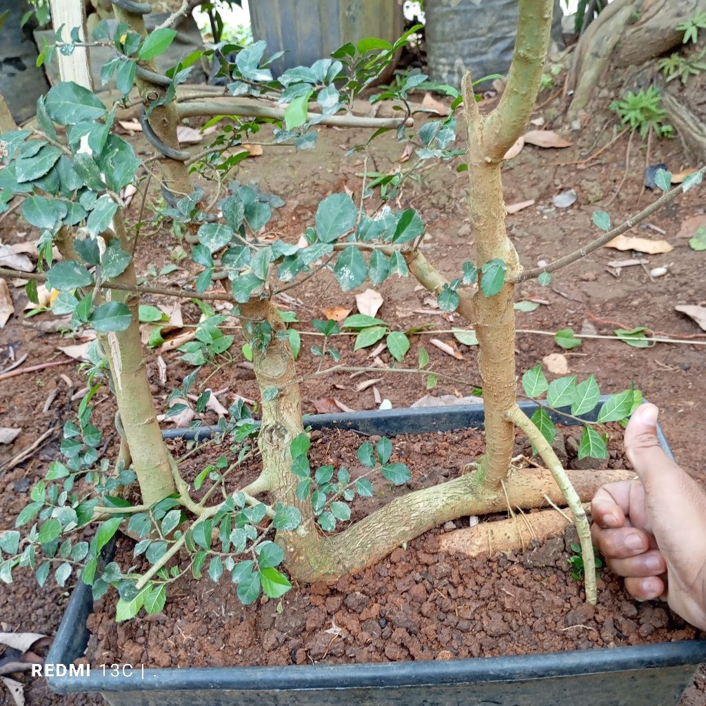 BONSAI SERUT TAMAN