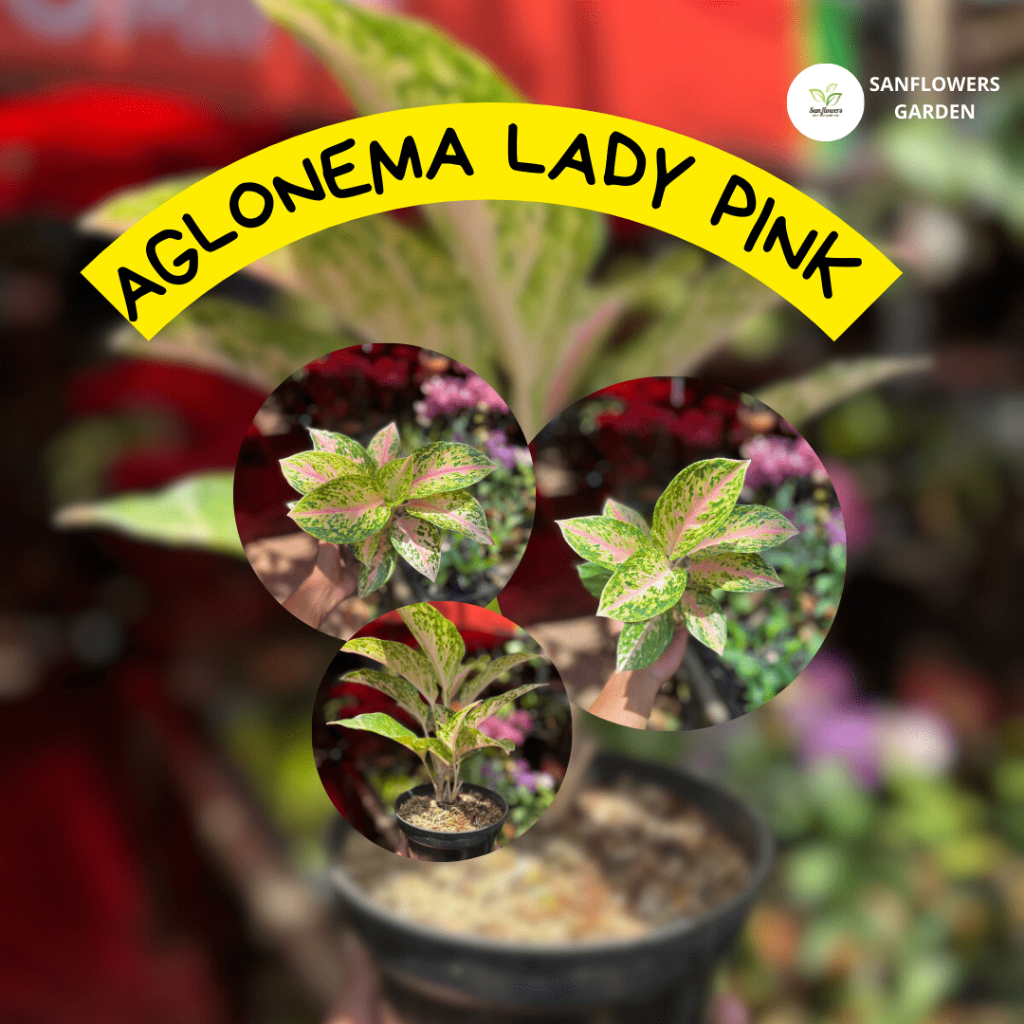 AGLONEMA LADY PINK