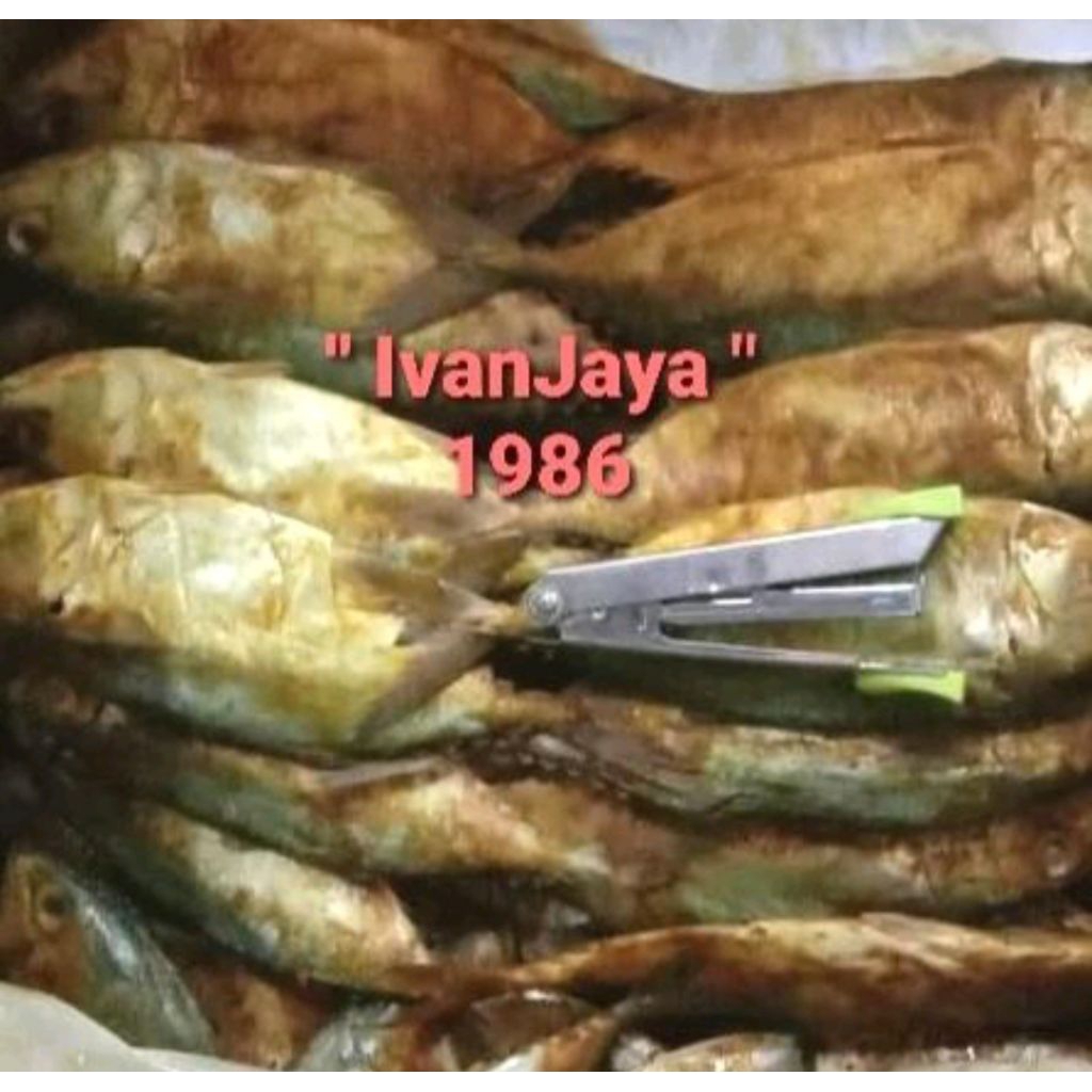 

ikan peda merah medan