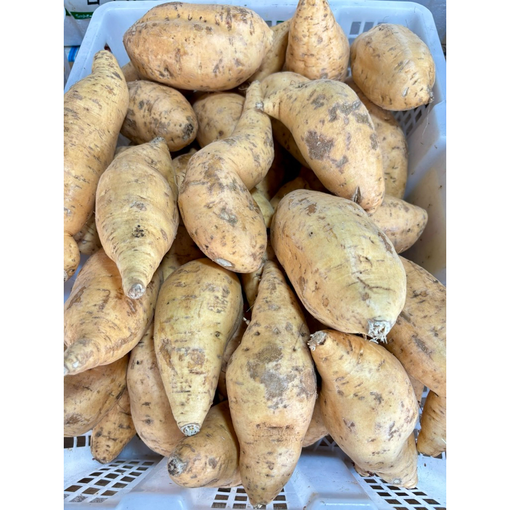 

ubi cilembu madu mentah 1kg (asli)