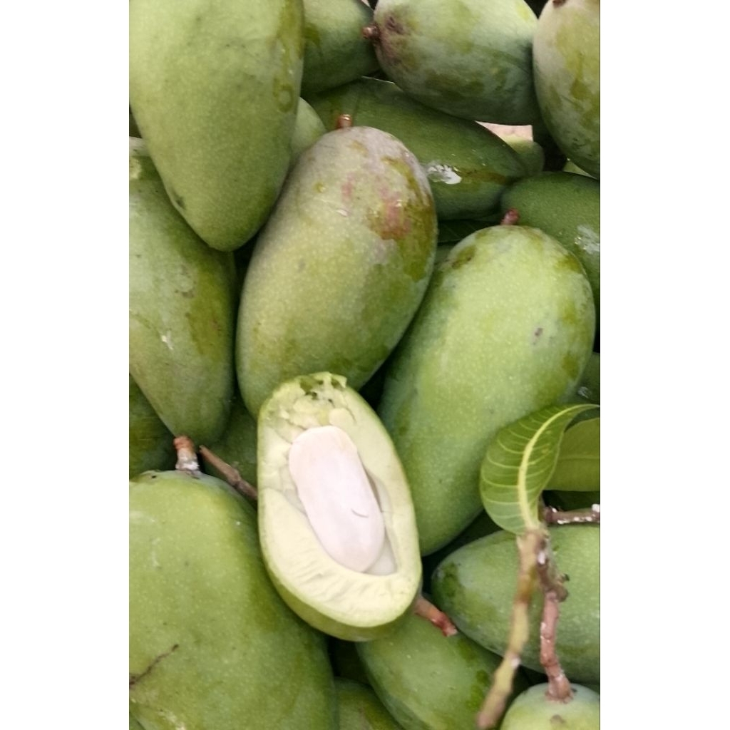 

manga kiojay mini 1kg.kriuk,garing dan asam