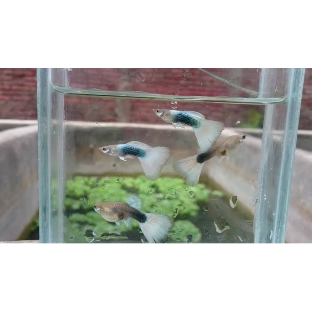 lukisan Guppy HB white