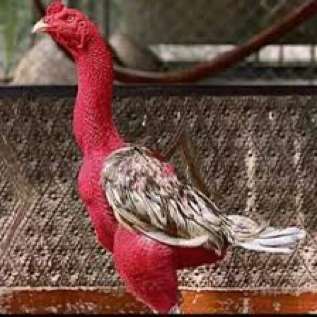 

TELUR FERTIL AYAM SAIGON UNTUK DITETASKAN