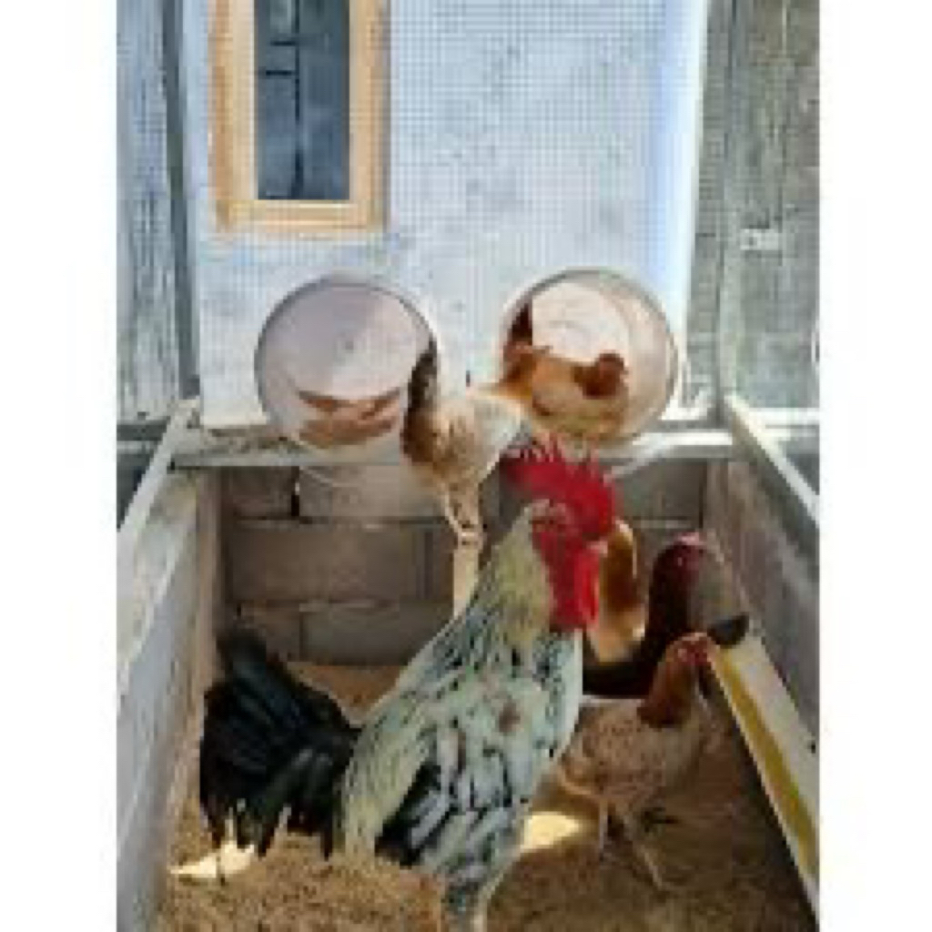 

TELUR FERTIL AYAM KUB PARENT UNTUK DITETASKAN