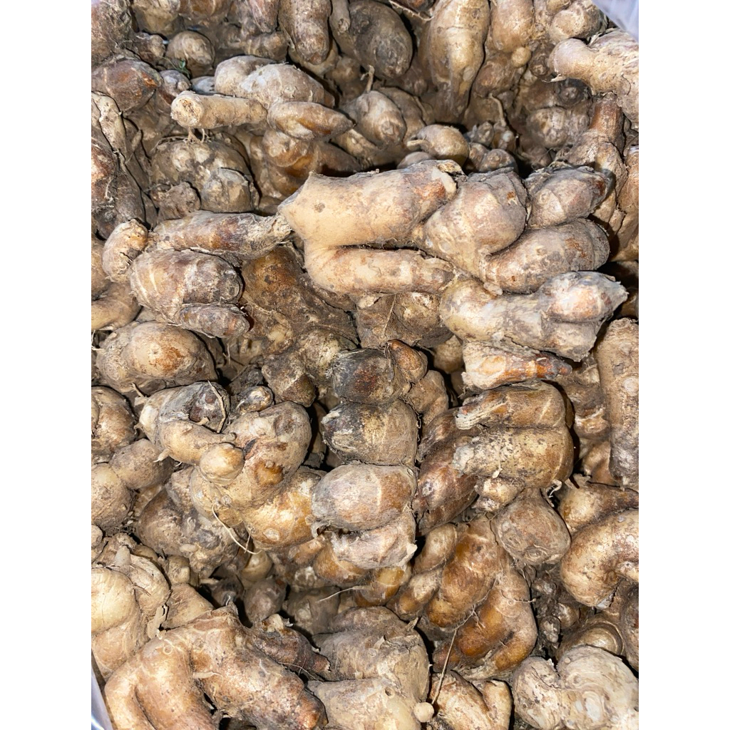 

KENCUR LOKAL BANYUWANGI dengan 3Varian Berat