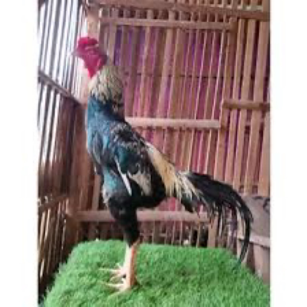 TELUR FERTIL AYAM MANGON SPEED UNTUK DITETASKAN