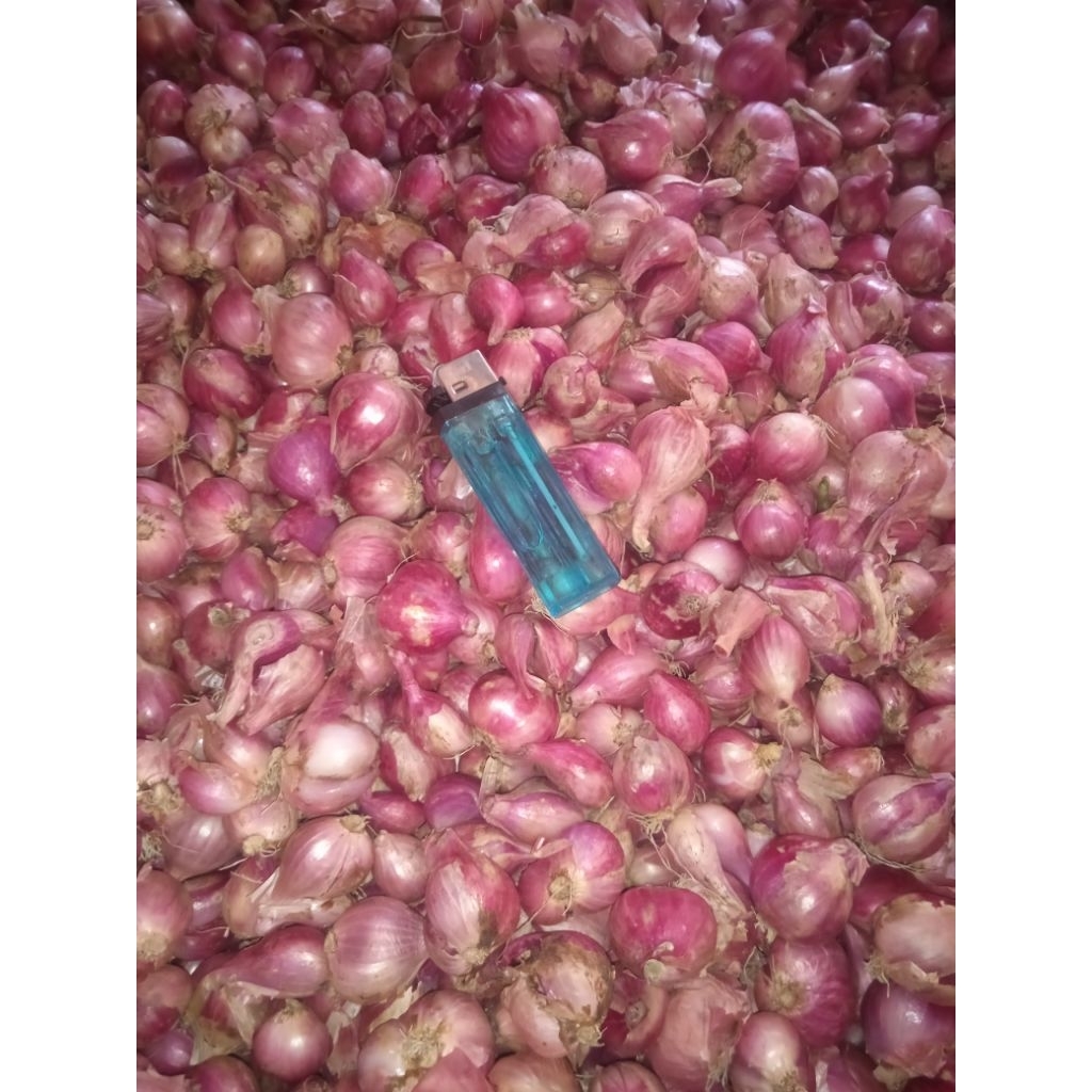 

30 rb/kg.Bawang merah brebes.Harga lagi naik,kita tetep murah kak.Bawang merah Brebes.video real bund.minggu *kirim Senin*(tanggung besar mix kecil).buruan sebelum khabisan stok.