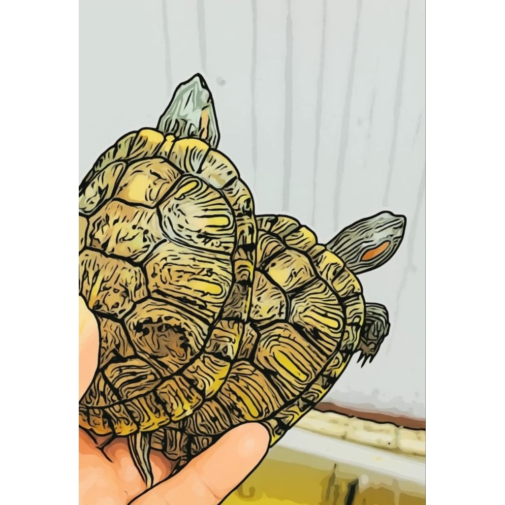 Lariz MAINAN KURAKURA BRAZIL HIDUP ASLI