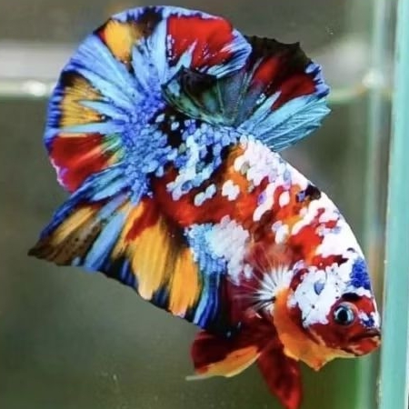 Cupang Hias Koi Multicolor – Ikan Hias Aquarium
