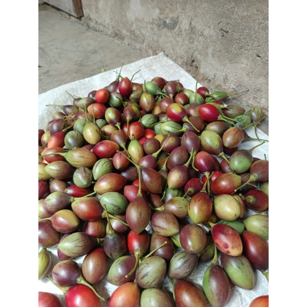 

Terong Belanda Segar