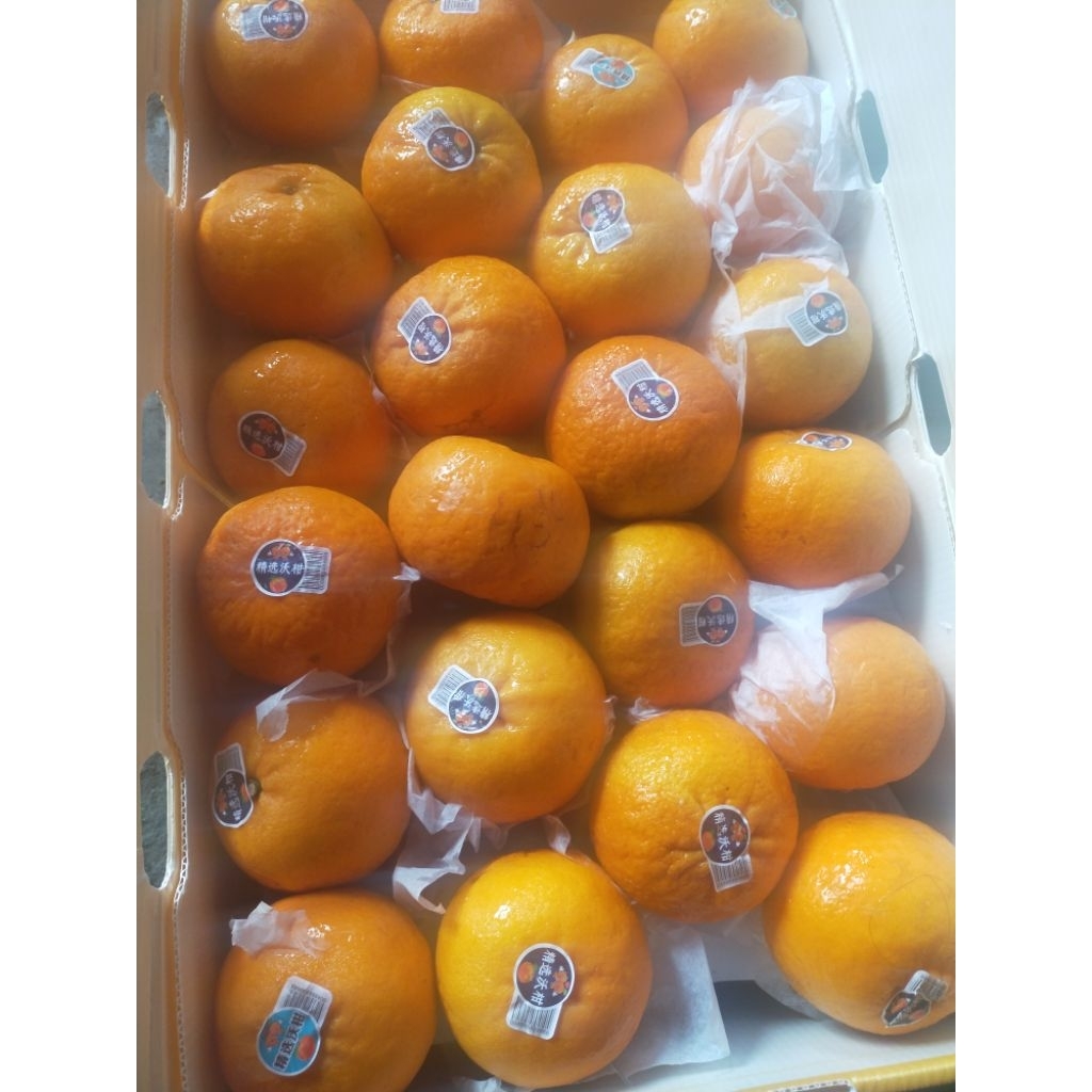 

jeruk murcoot/wogam/wokam