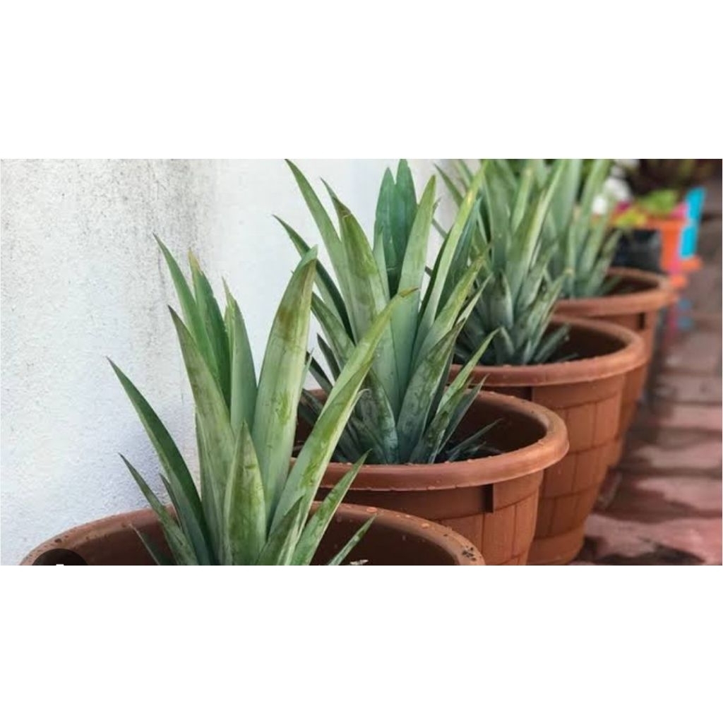 

Bibit danas madu jumbo/10