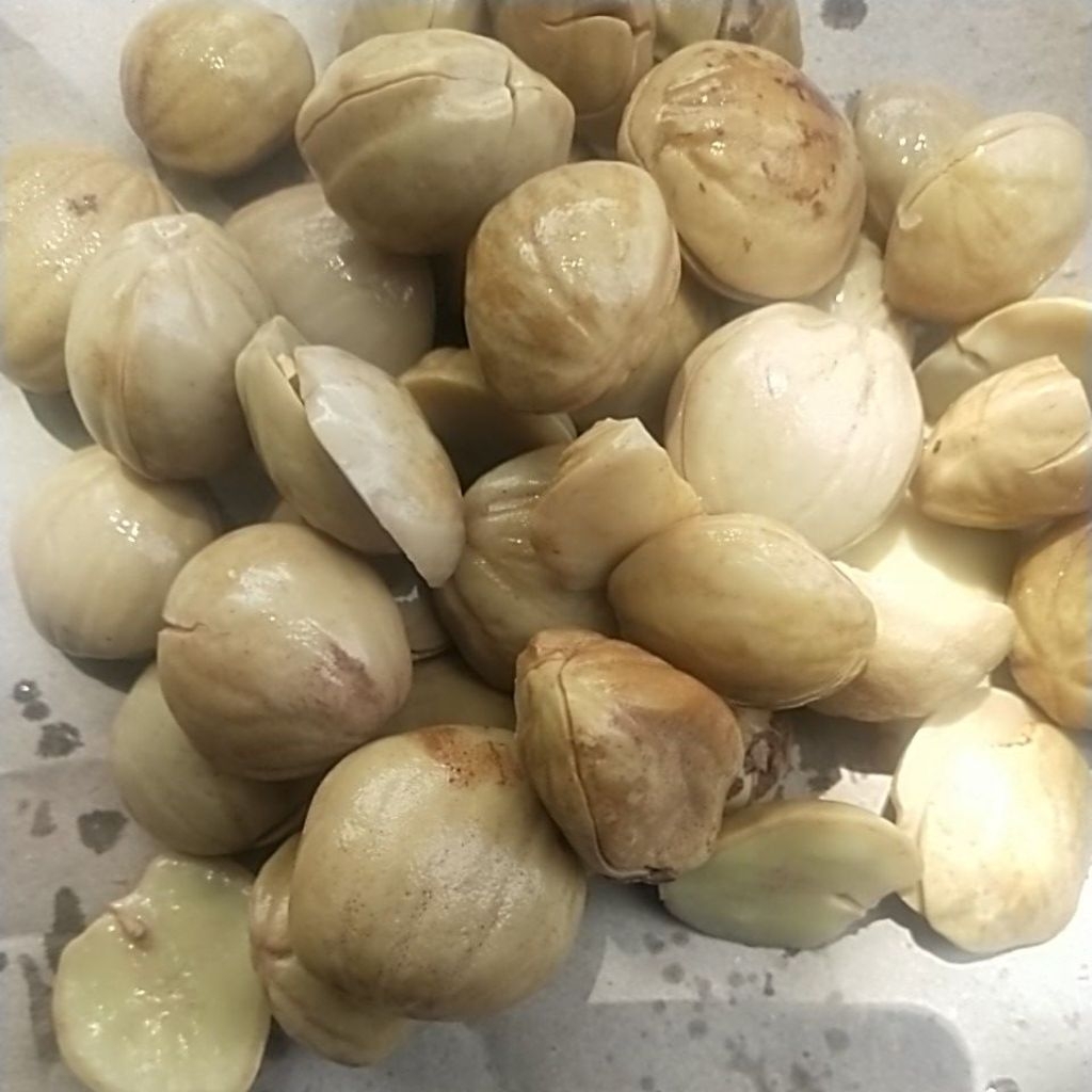 

JENGKOL REBUS, JENGKOL MATANG, LALAPAN JENGKOL