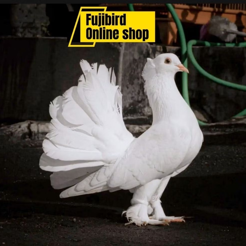 BURUNG MERPATI KI PAS PUTIH POLOS