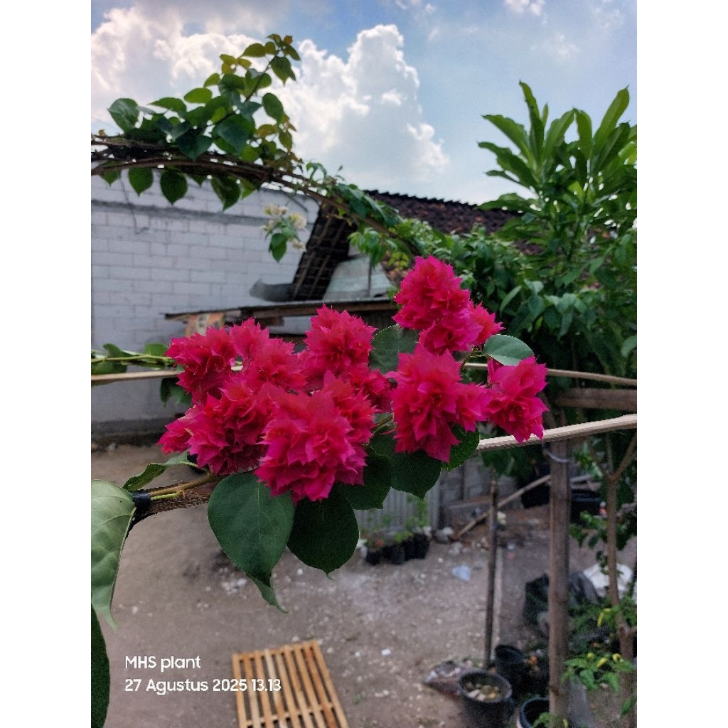 Bougenville Hawai Merah Fanta