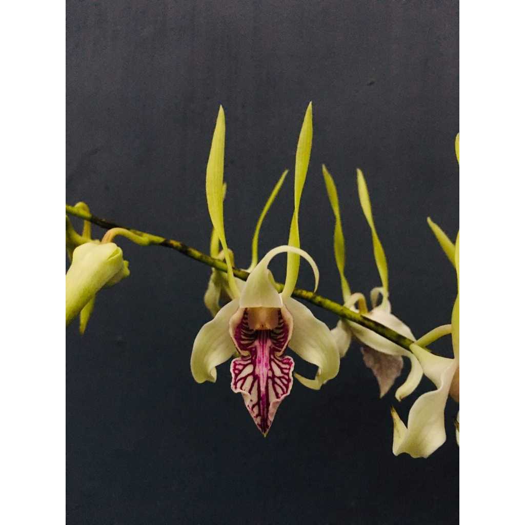 Dendrobium Stratiotes Dewasa