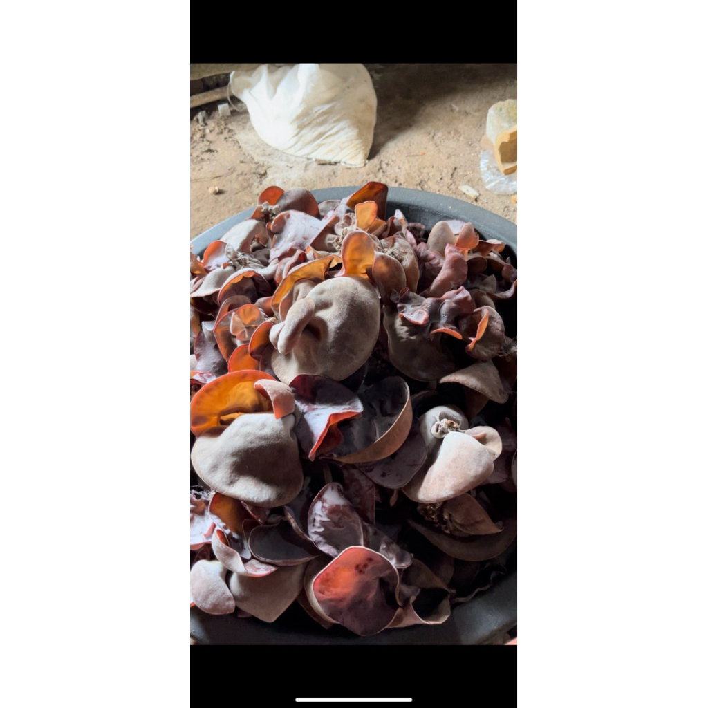 

Jamur Kuping Kering 500g | Jamur Kuping Hitam Premium | Bahan Masakan Sehat Bergizi