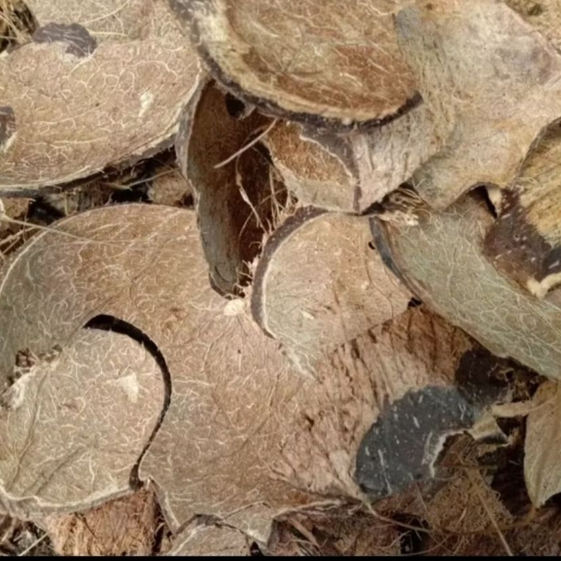 

batok kelapa kering dan bersih caca 1kg