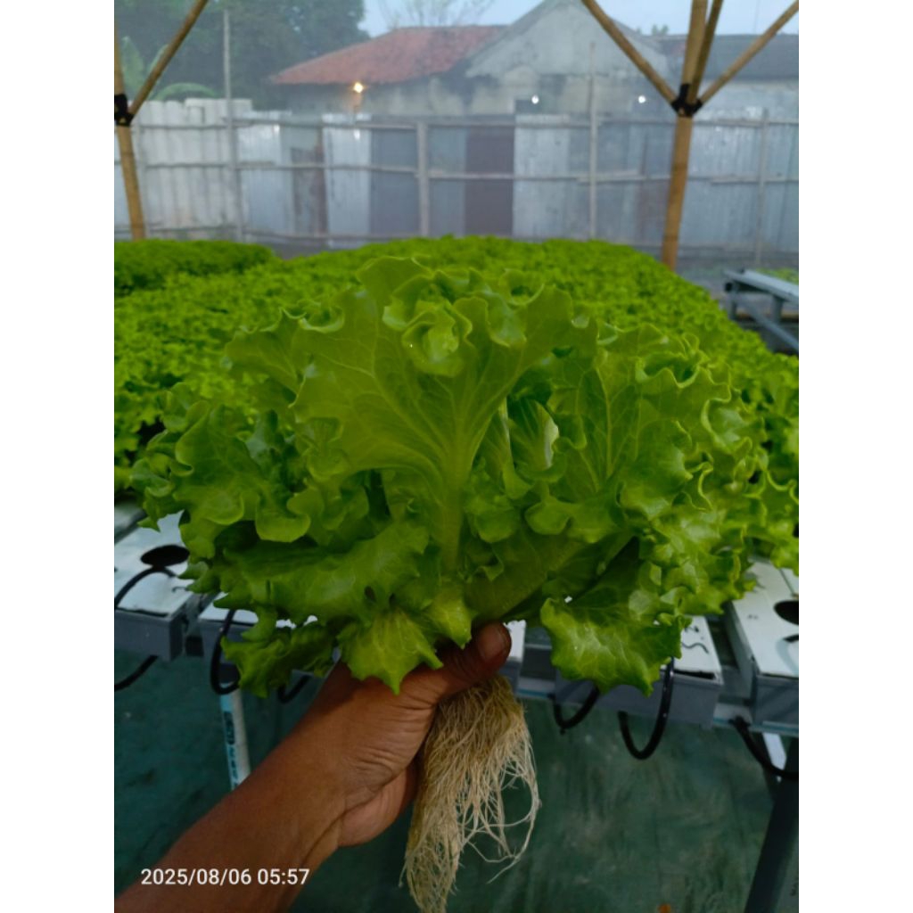 

batavia lettuce (selada)