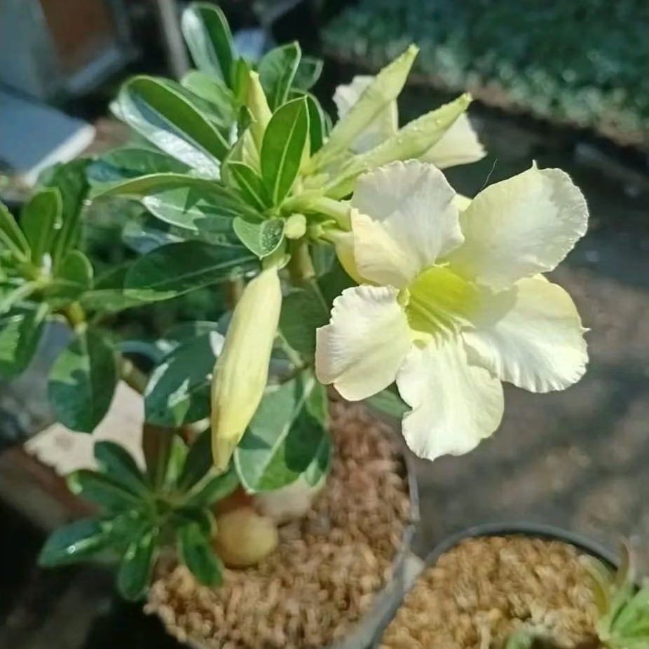 Adenium kamboja jepang bunga putih asli / Pohon adenium kamboja jepang / Tanaman adenium bunga