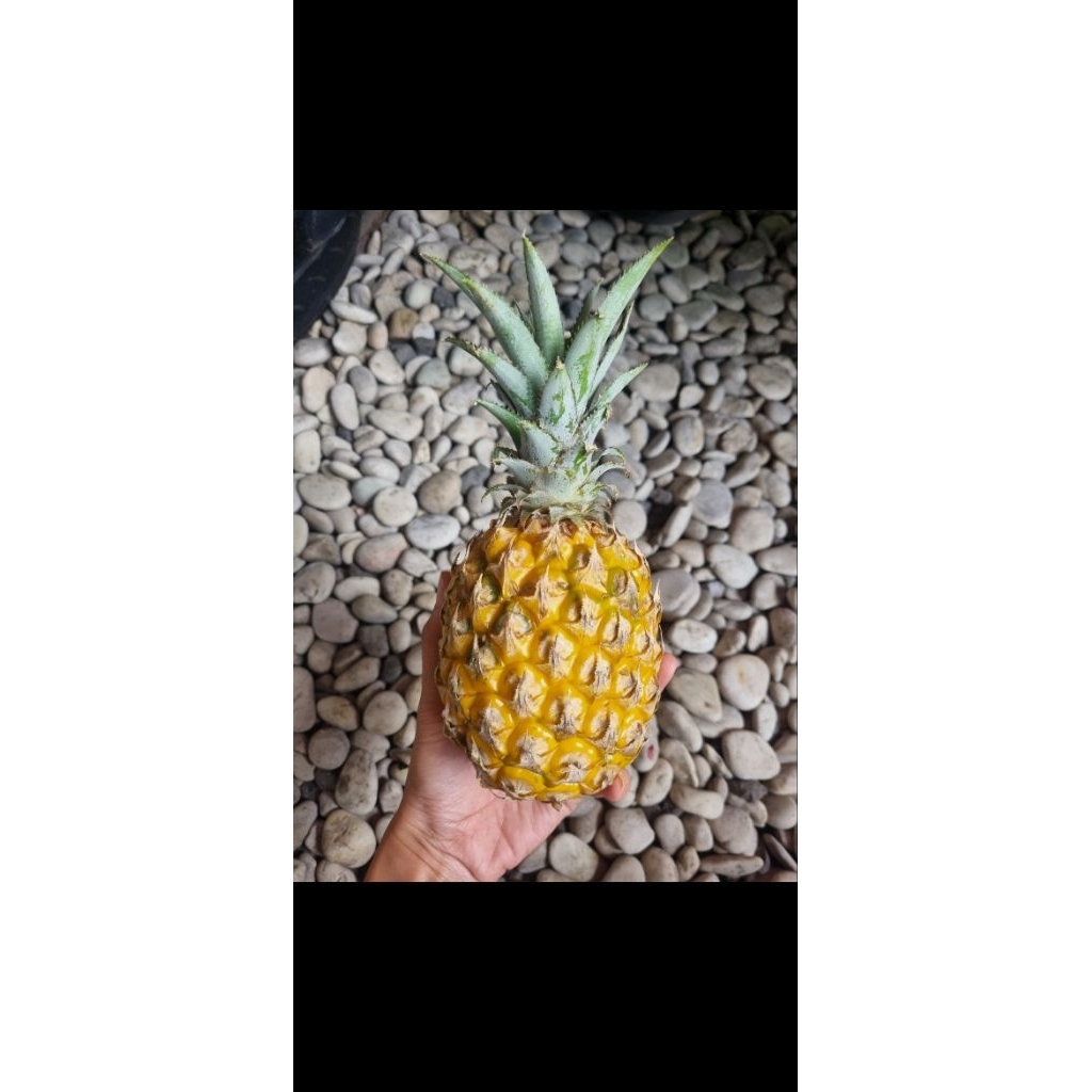 

NANAS MADU HONEY MANIS SEGAR