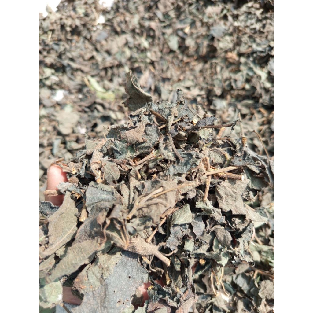 

jelatang kering 250gram