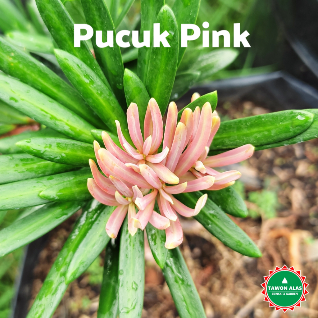 TANAMAN BONSAI LOHANSUNG, Cincuan Taiwan Air Brush Super Mikro Blue Ice Pink | Tawon Alas