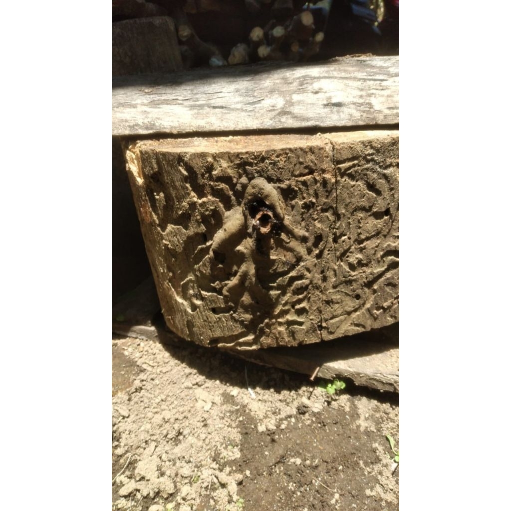 Klanceng Itama log ory kayu