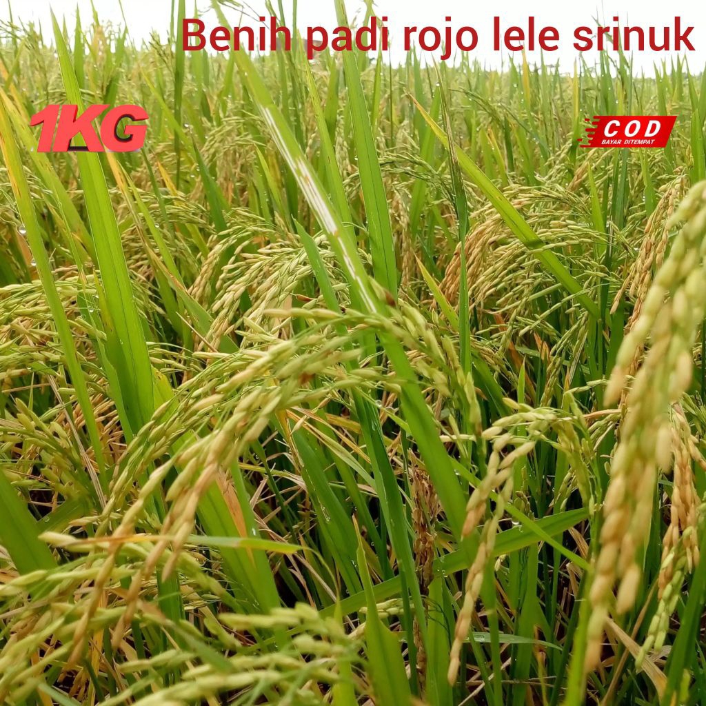 BENIH PADI ROJOLELE SRINUK  SUPER 1KG